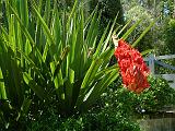 Gymea lily (Doryanthes palmeri) 